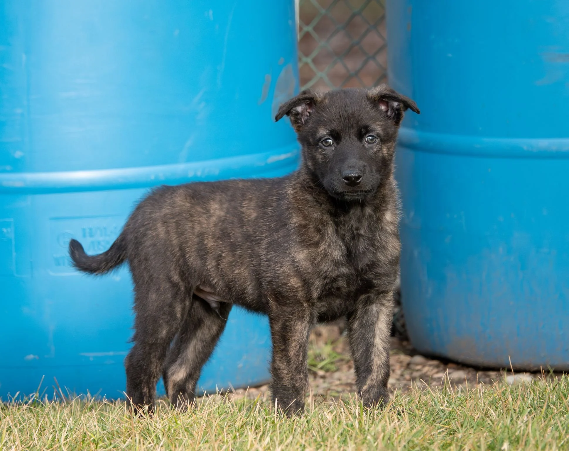 Periwinkle collar male - 6 weeks