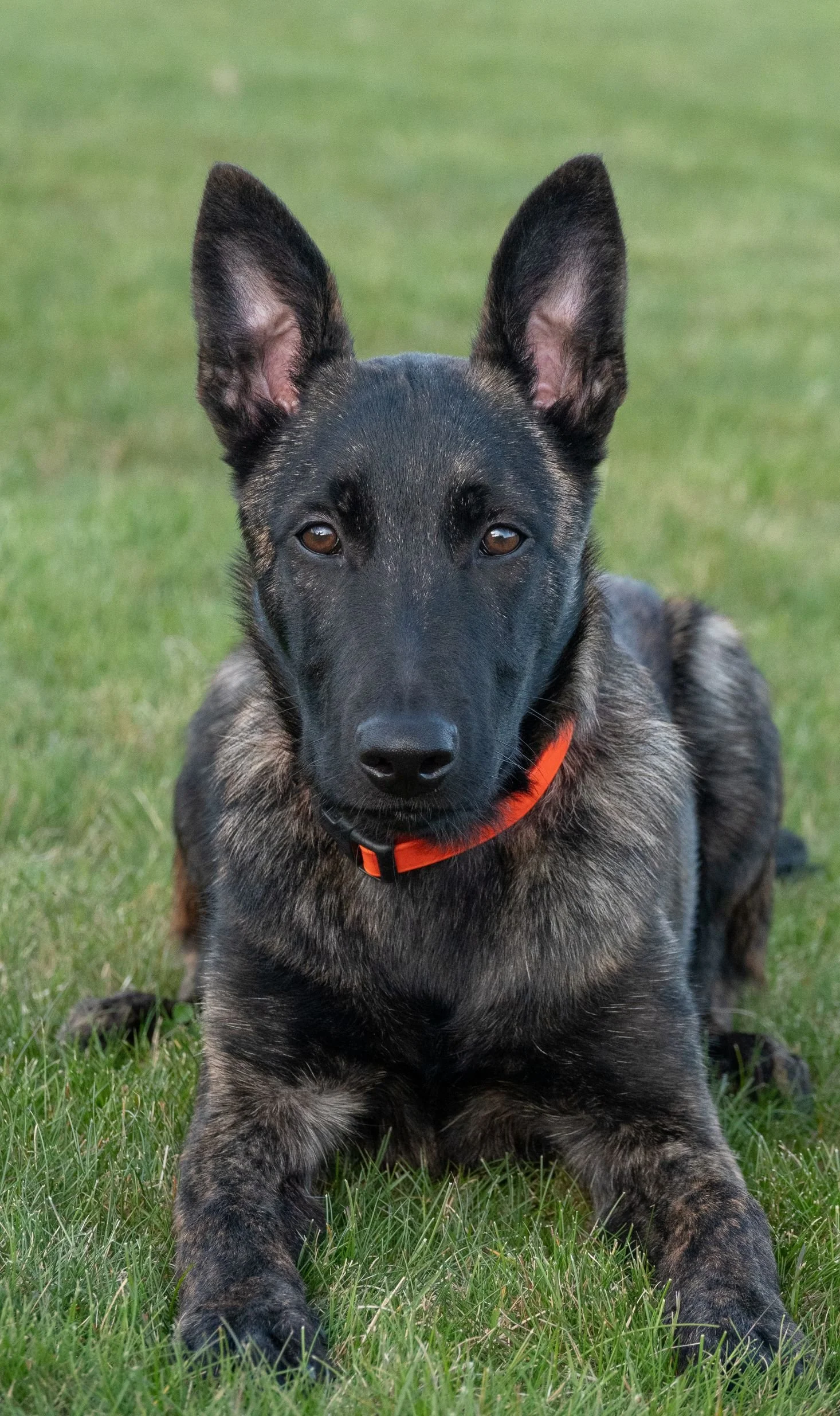 Cadet_5months4.jpg