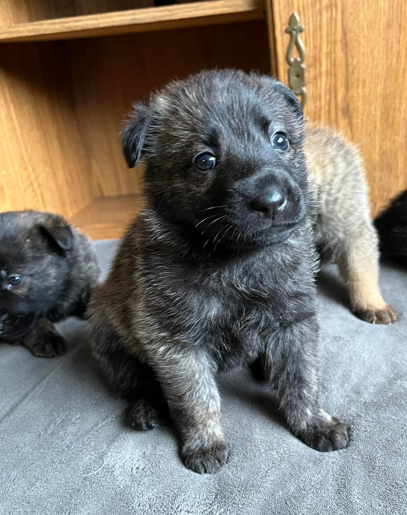 Violet_4weeks.jpg