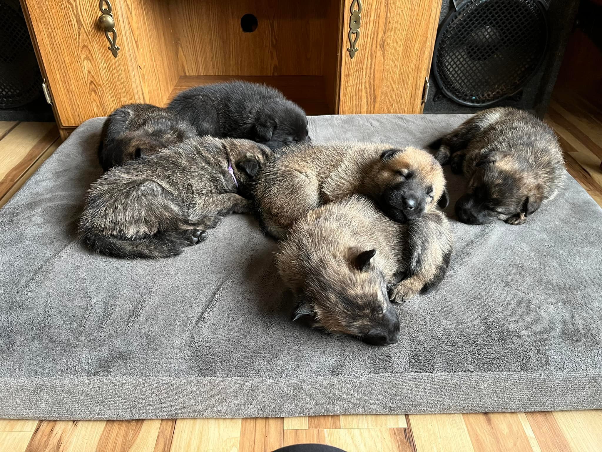 Nlitter_4weeks3.jpg