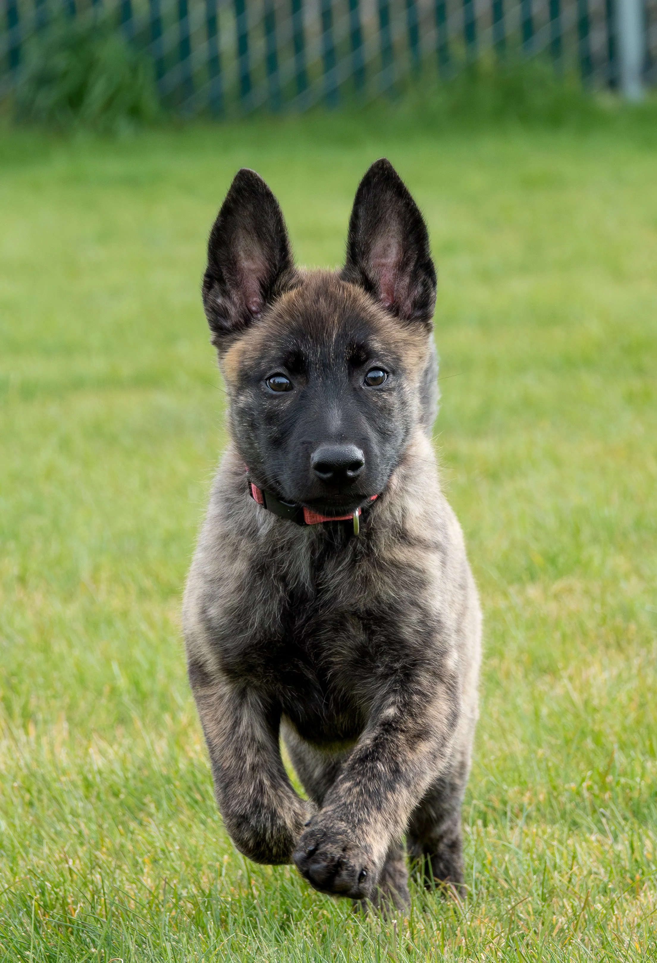 Tora_10weeks2.jpg