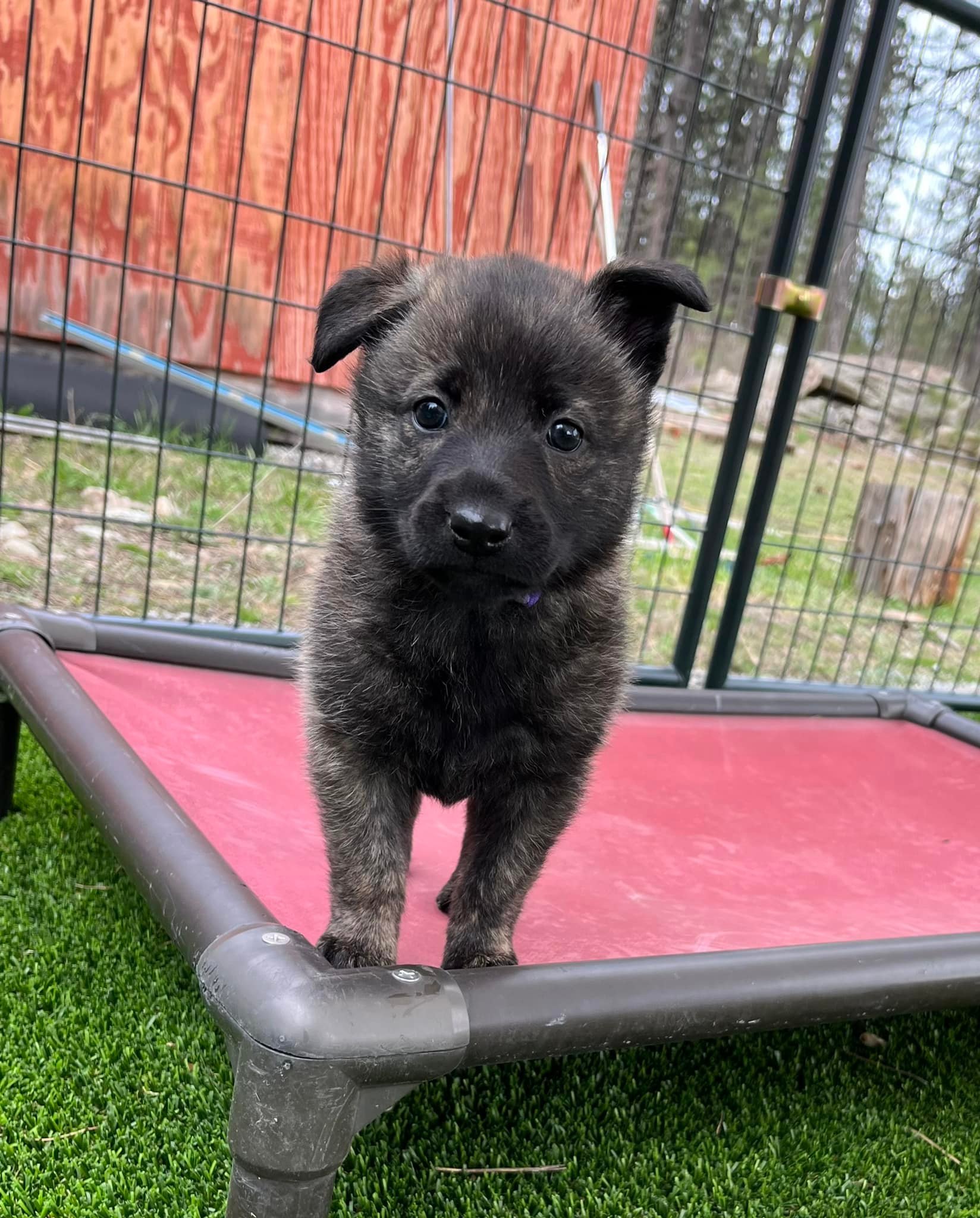 Violet_6weeks.jpg