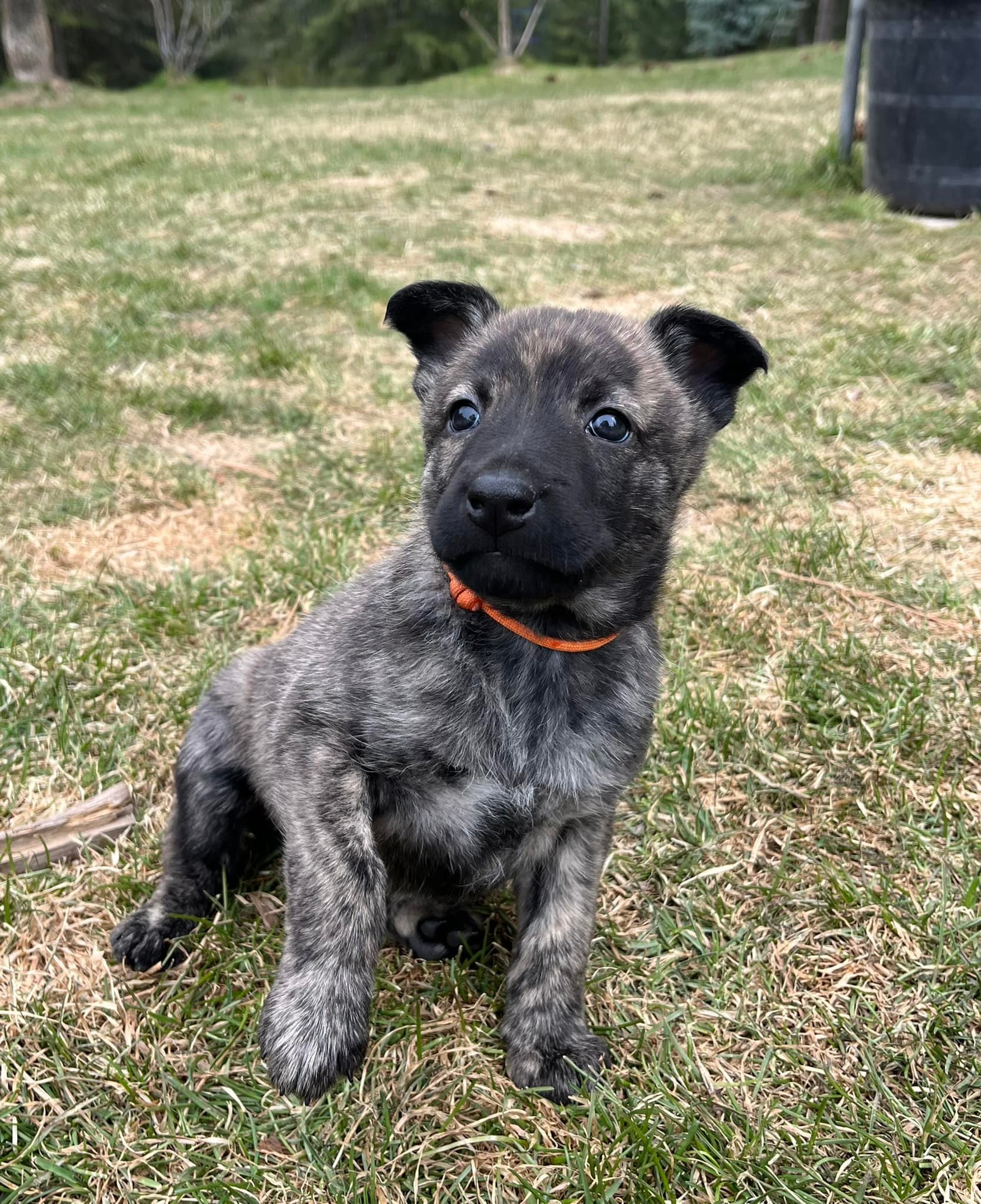 Orange_5weeks.jpg