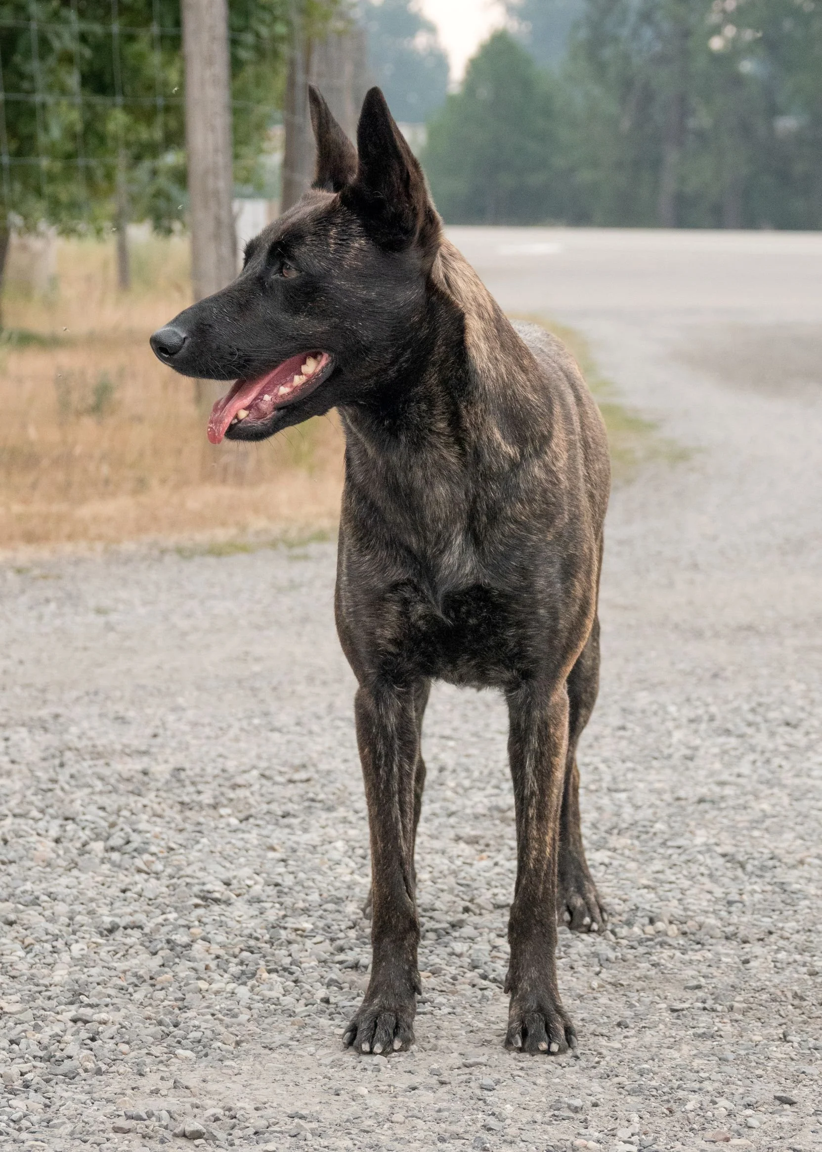 Myska 3.5years 6 .jpg