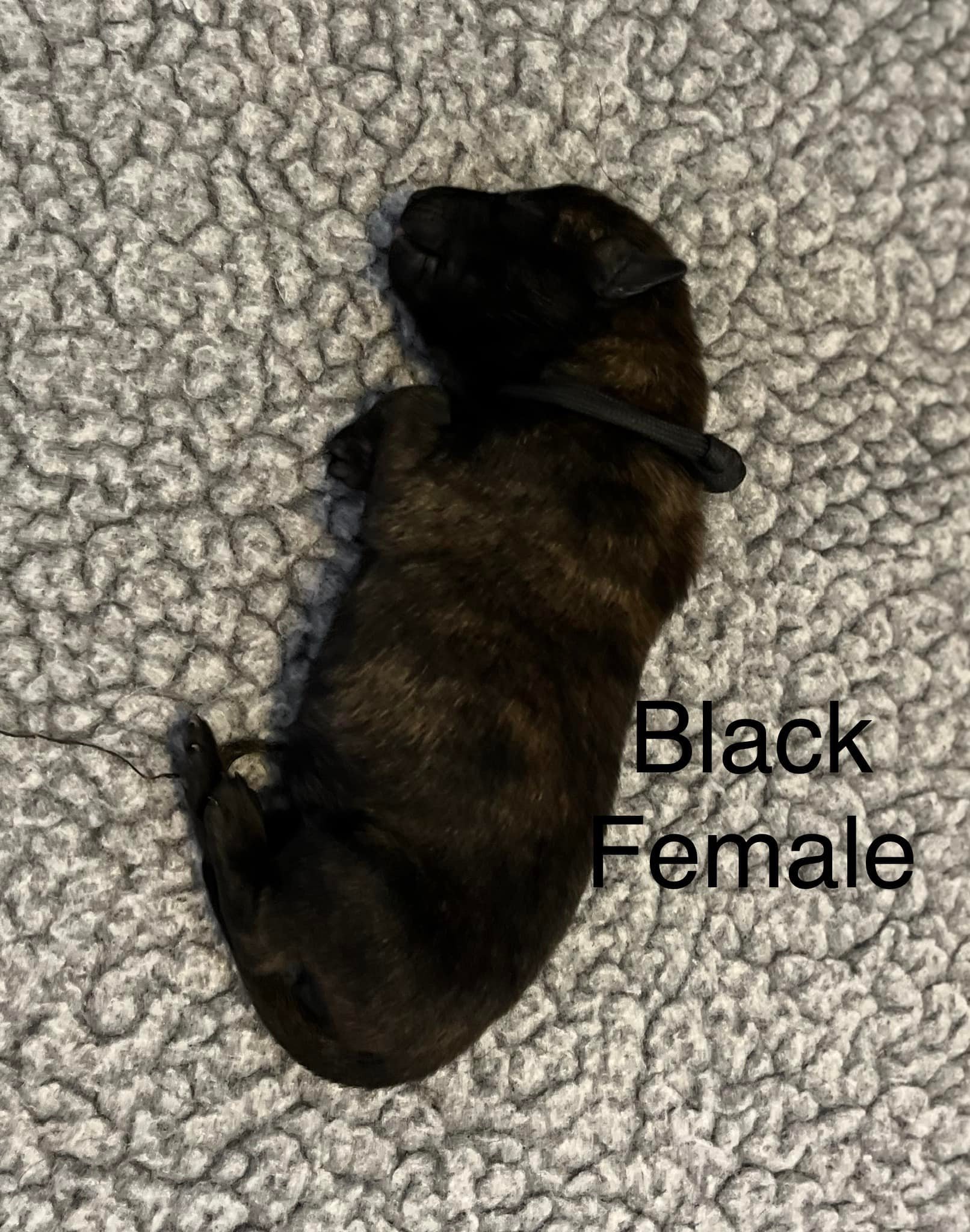 black_day1.jpg