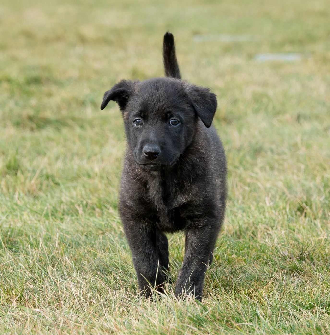Olive collar male - 6 weeks