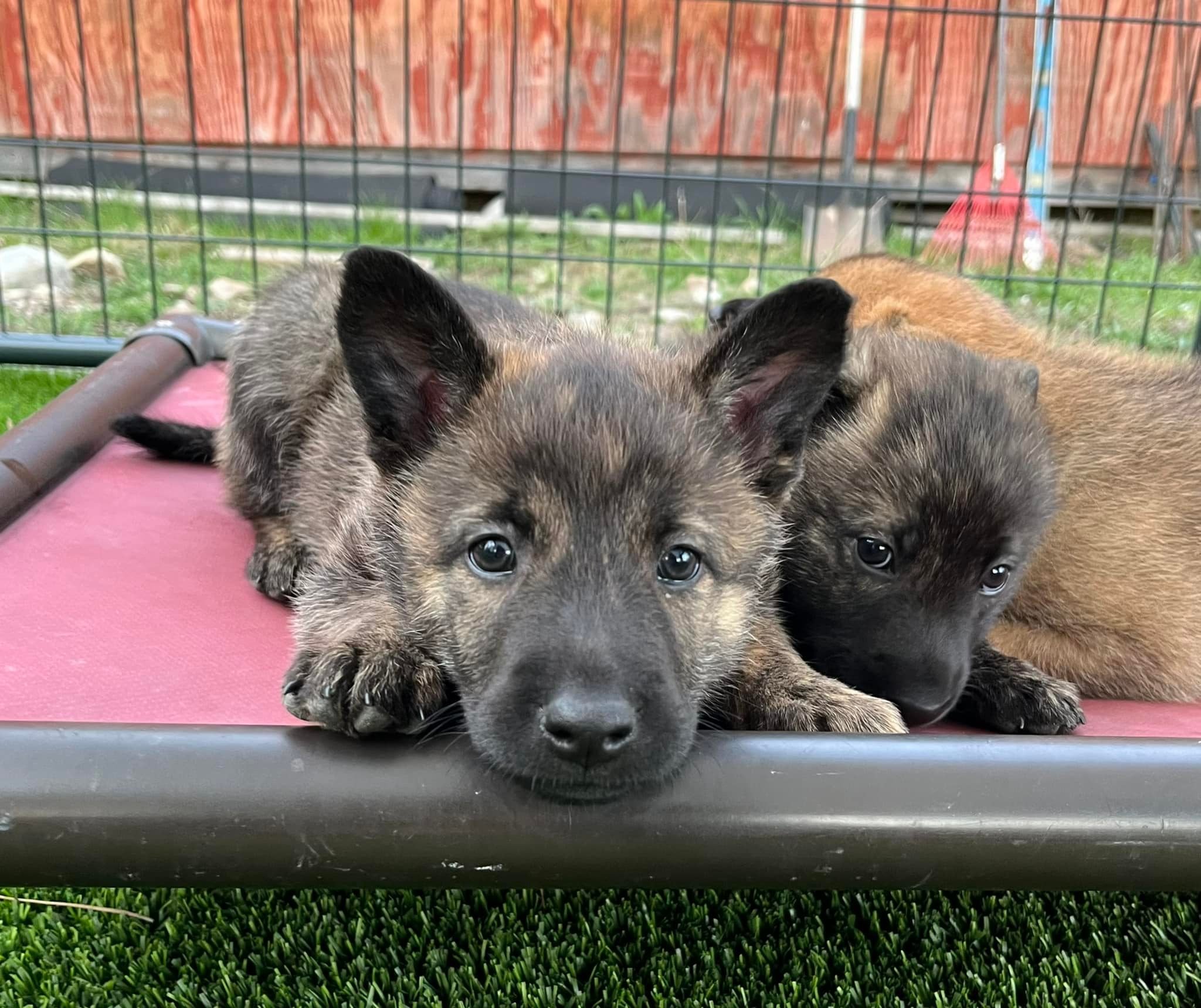 Turquoise_6weeks2.jpg