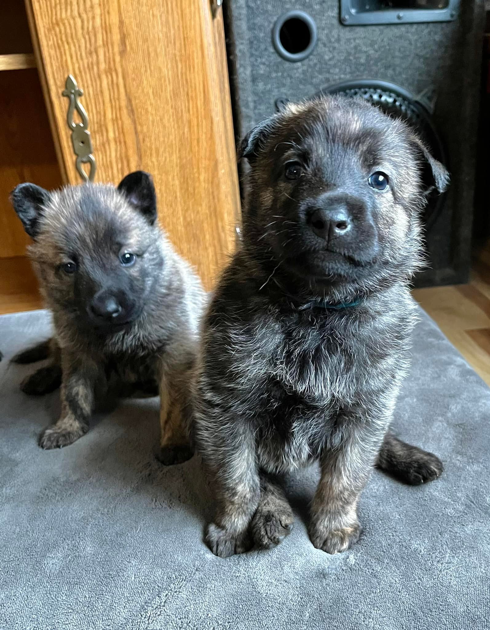 Turquoise_4weeks.jpg