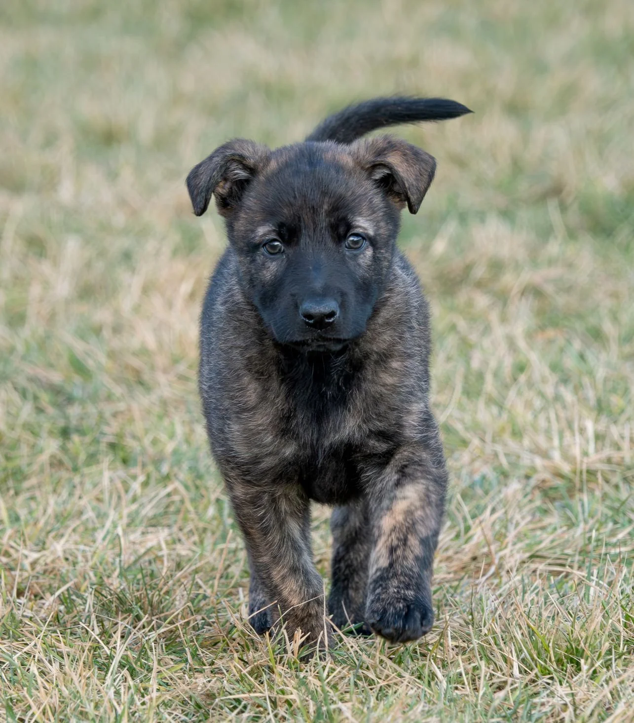 Sienna collar female - 6 weeks