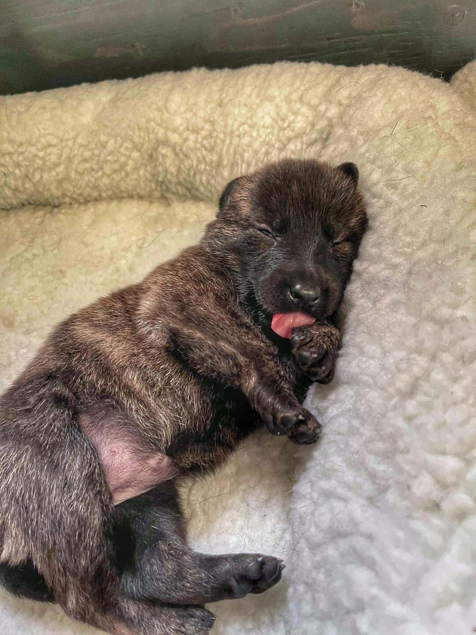 Black_3weeks.jpg