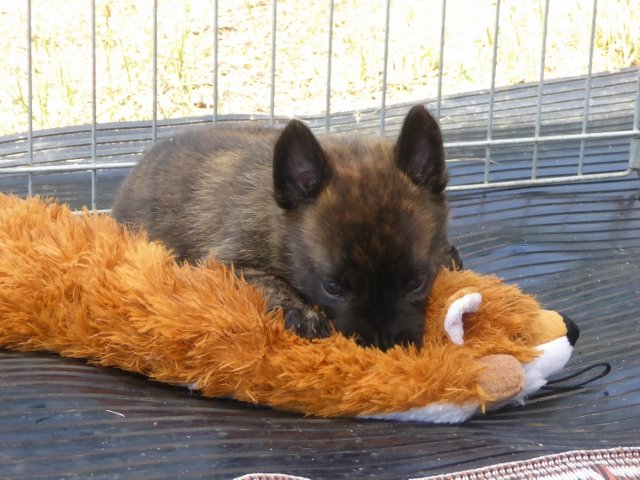 Julius - 5 weeks.jpg