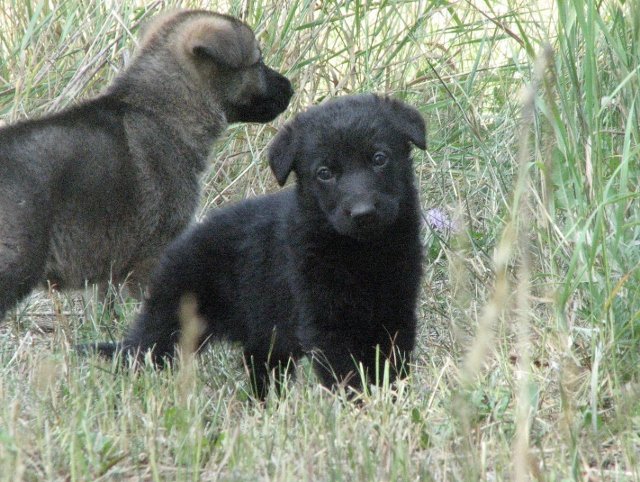 Eva_5weeks1+(640x482).jpg