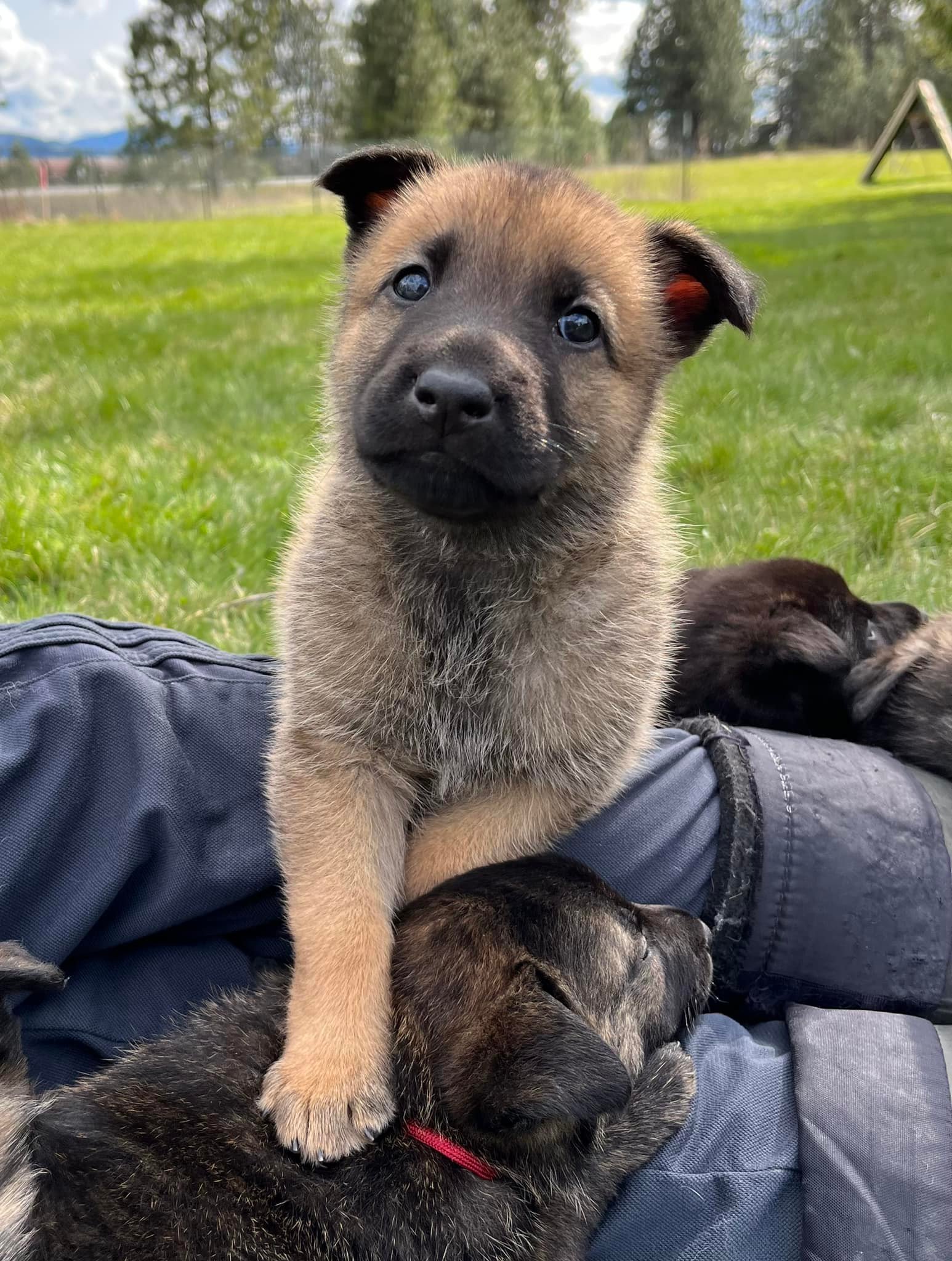 Nacho_5weeks3.jpg