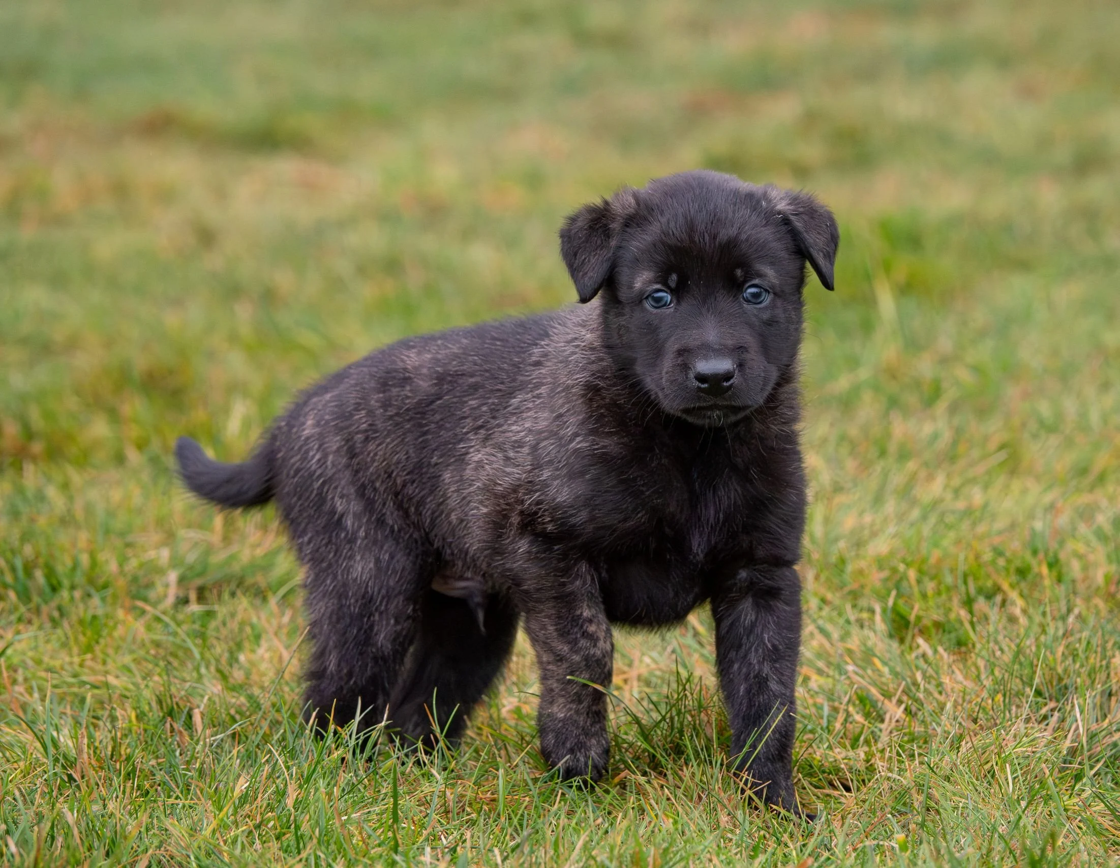 Sage collar male - 5 weeks