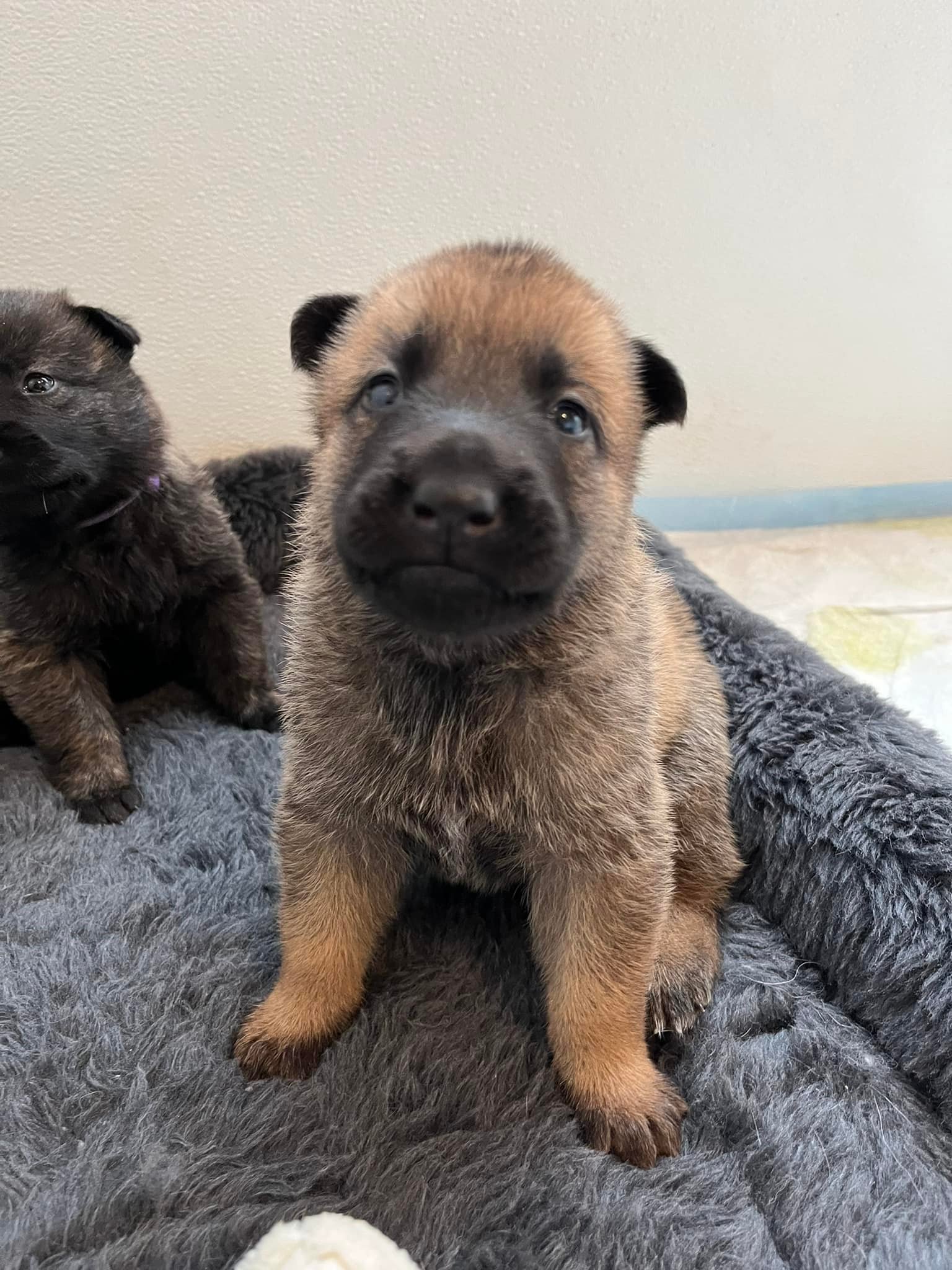 Nacho_3weeks.jpg