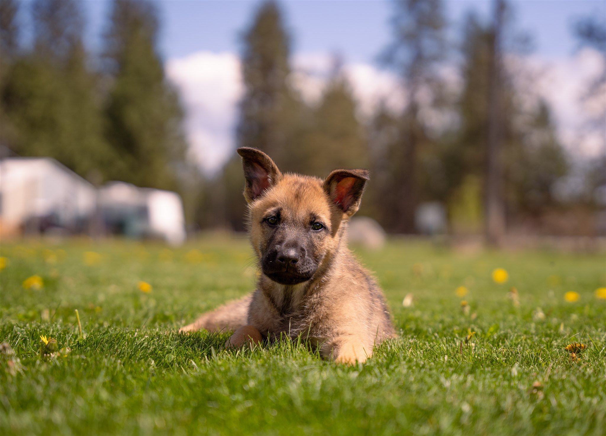 Nacho_8weeks3.jpg
