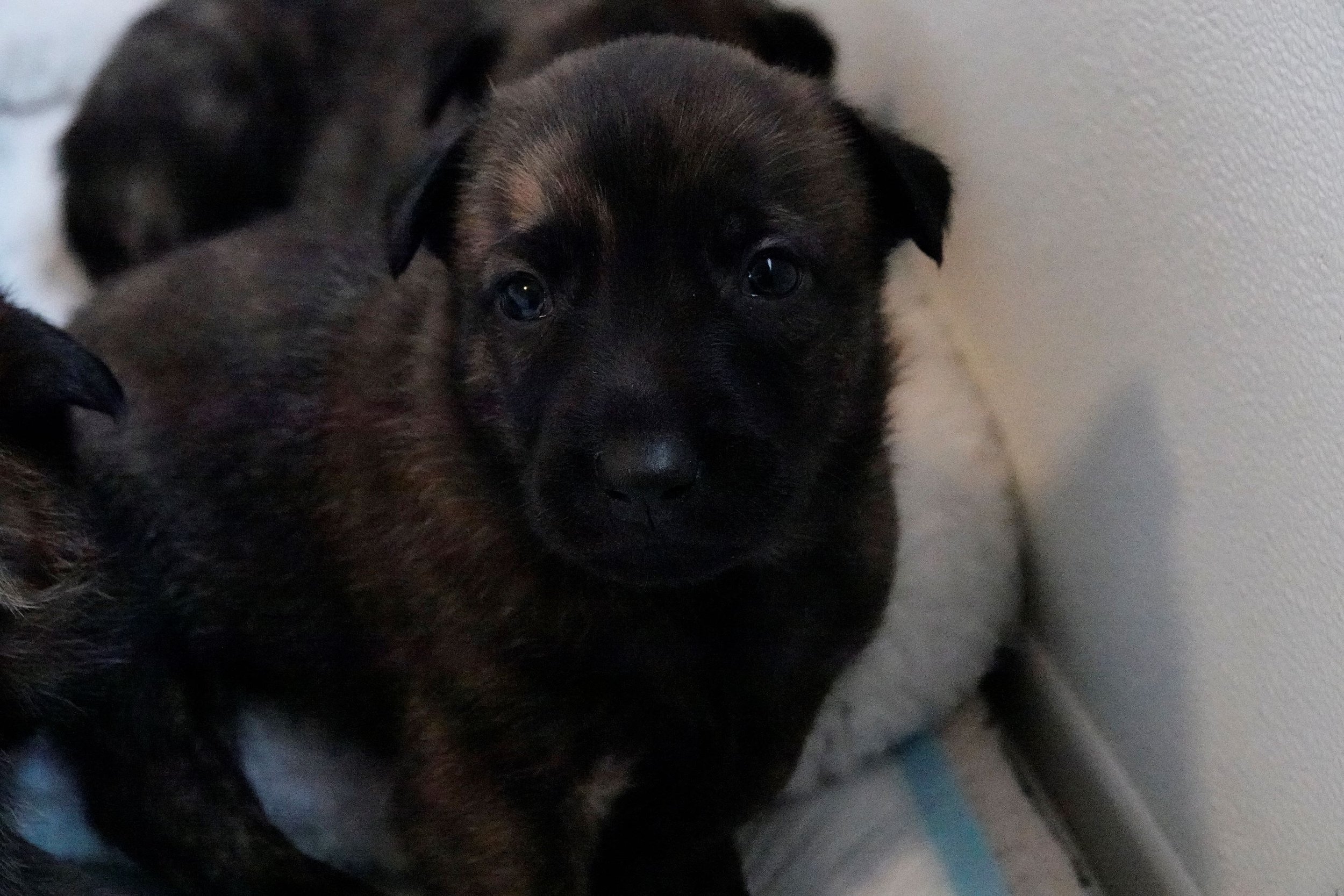 Blue_26days3_sm.jpg