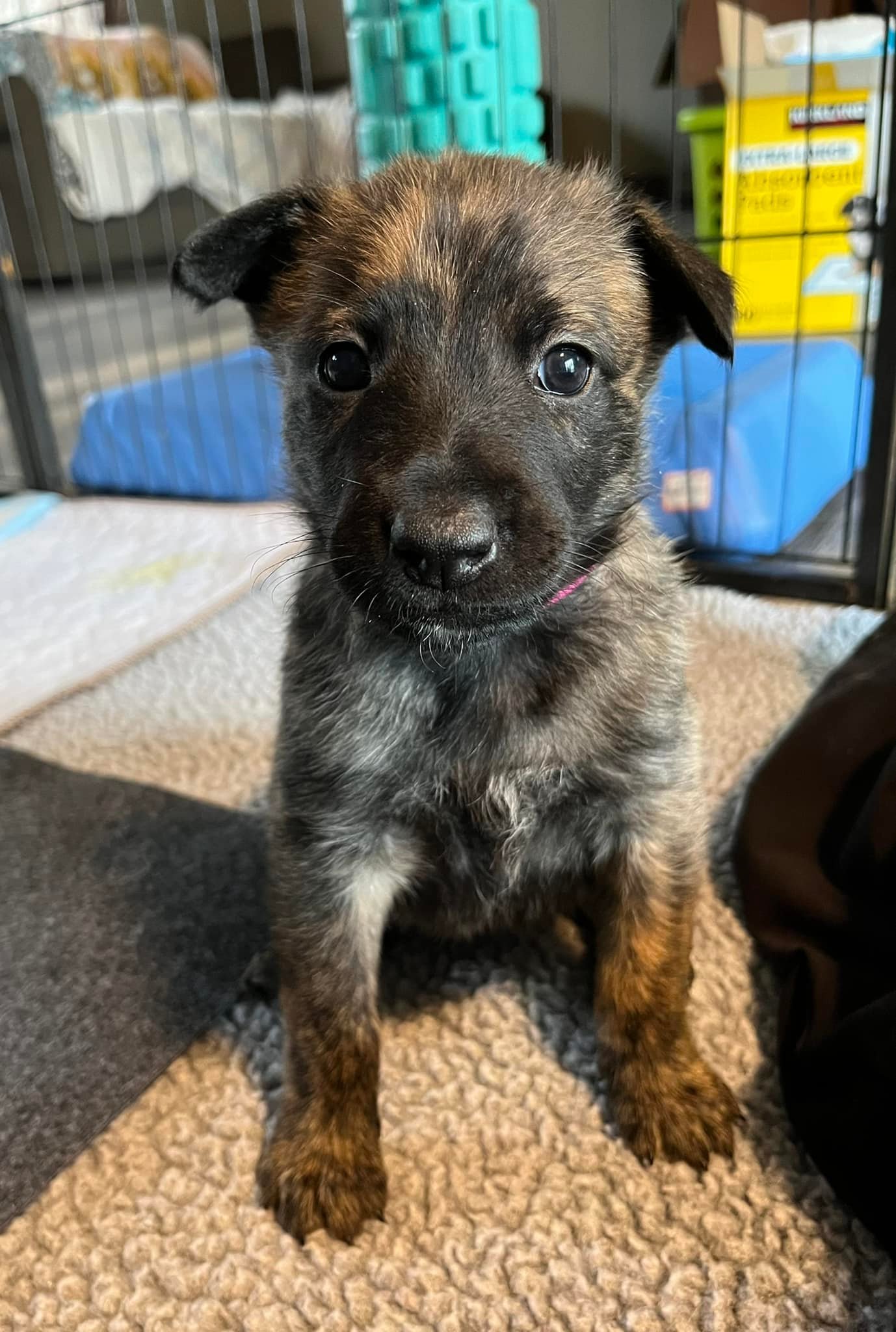 Rose_4weeks3.jpg