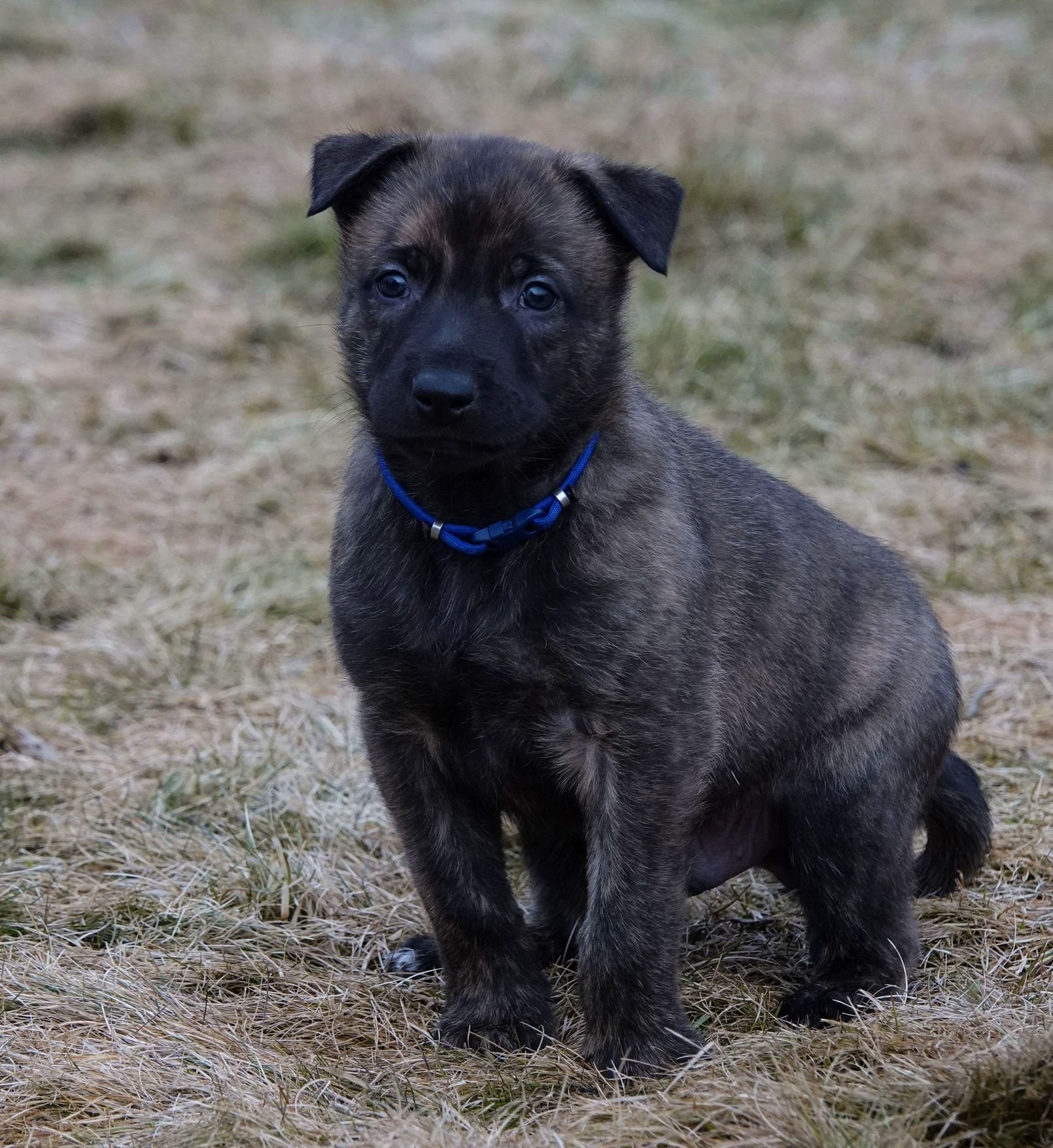 Blue_5weeks2_sm.jpg