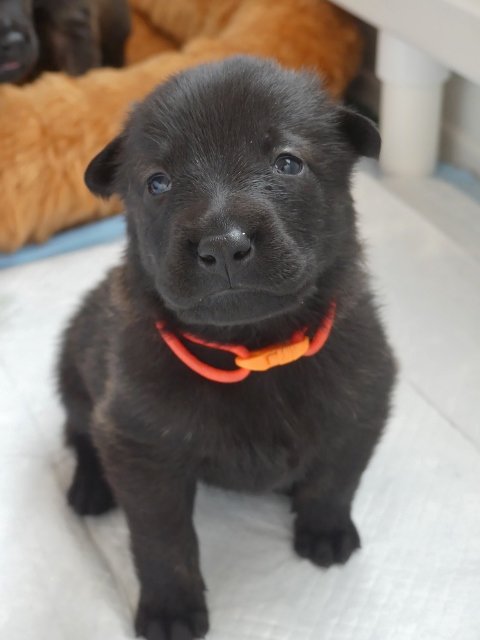 Orange_20days2 (480x640).jpg