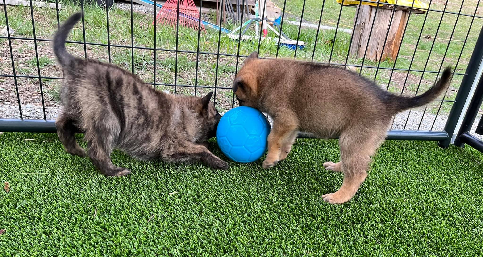 Mint_Nacho_6weeks.jpg