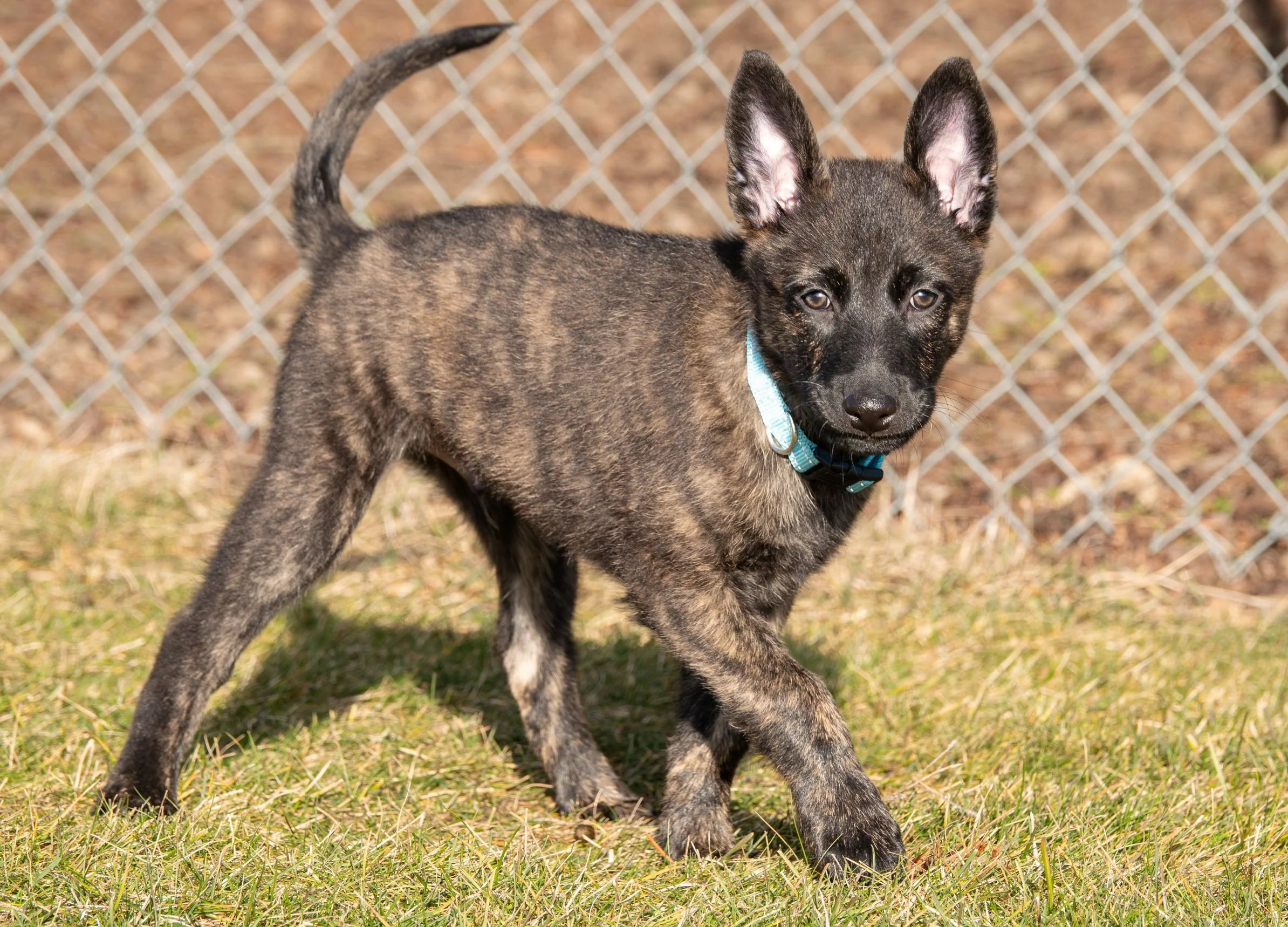 Periwinkle - Pivot - 8 weeks