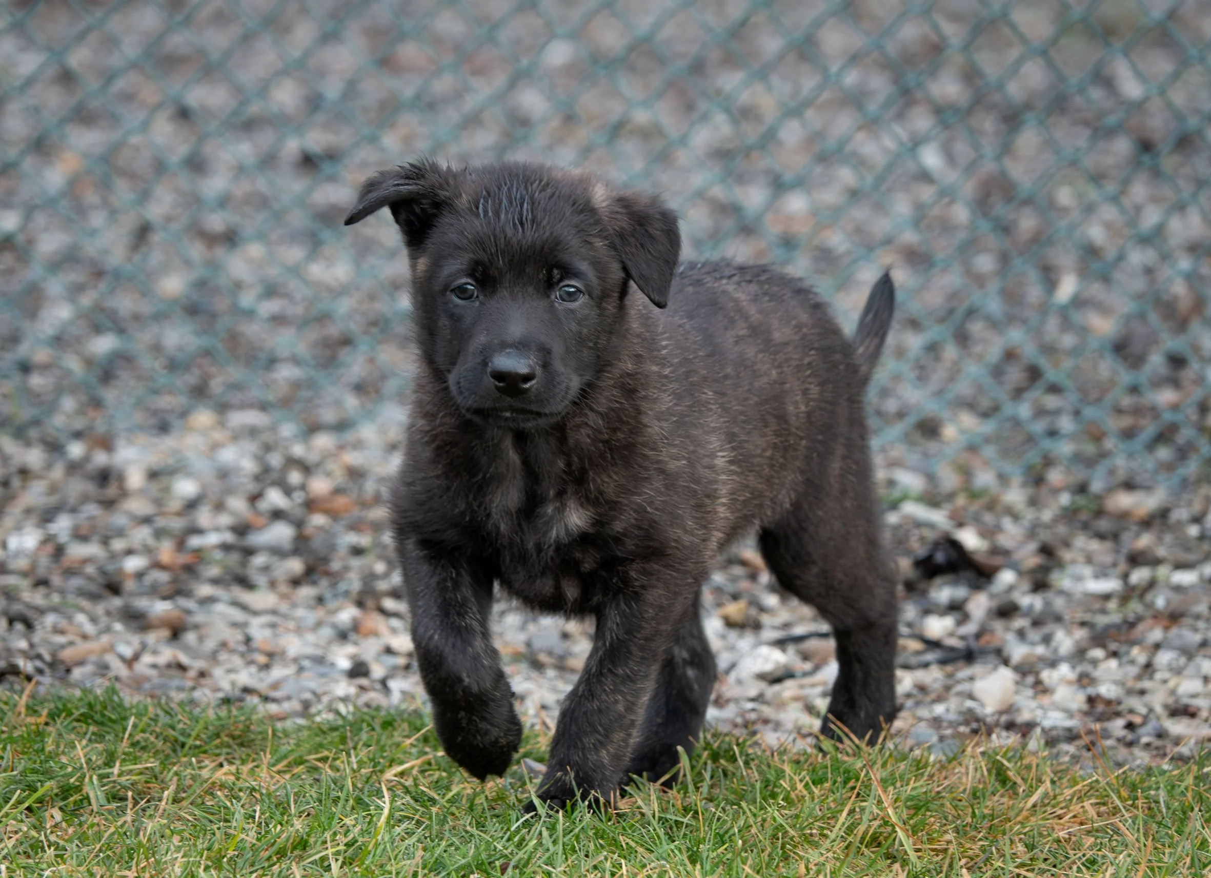 Olive collar male - 6 weeks