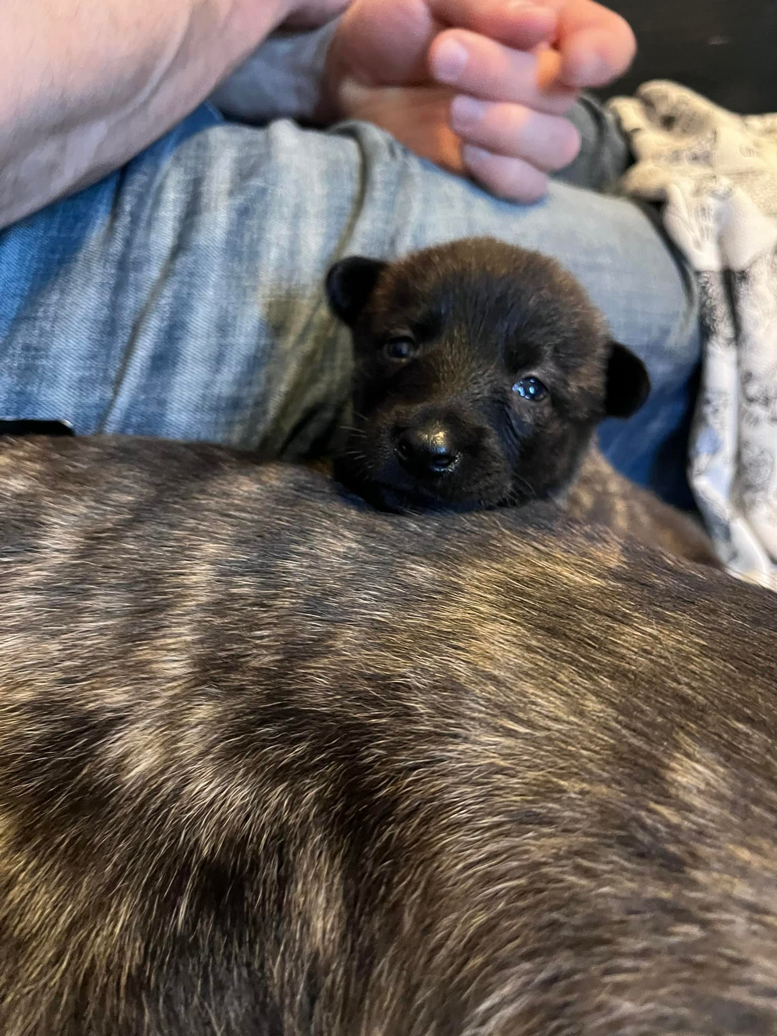 Black_3weeks2.jpg