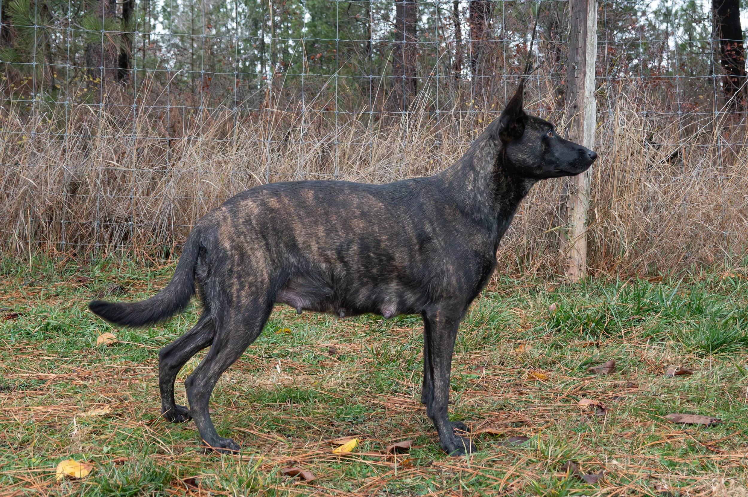 Myska - 56 days pregnant