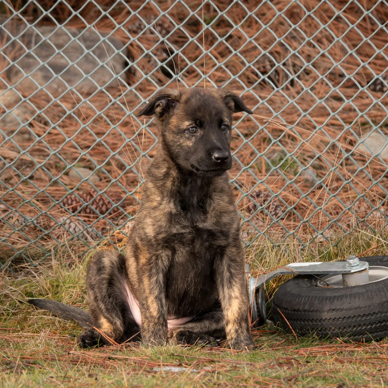 Sienna collar female - 7 weeks