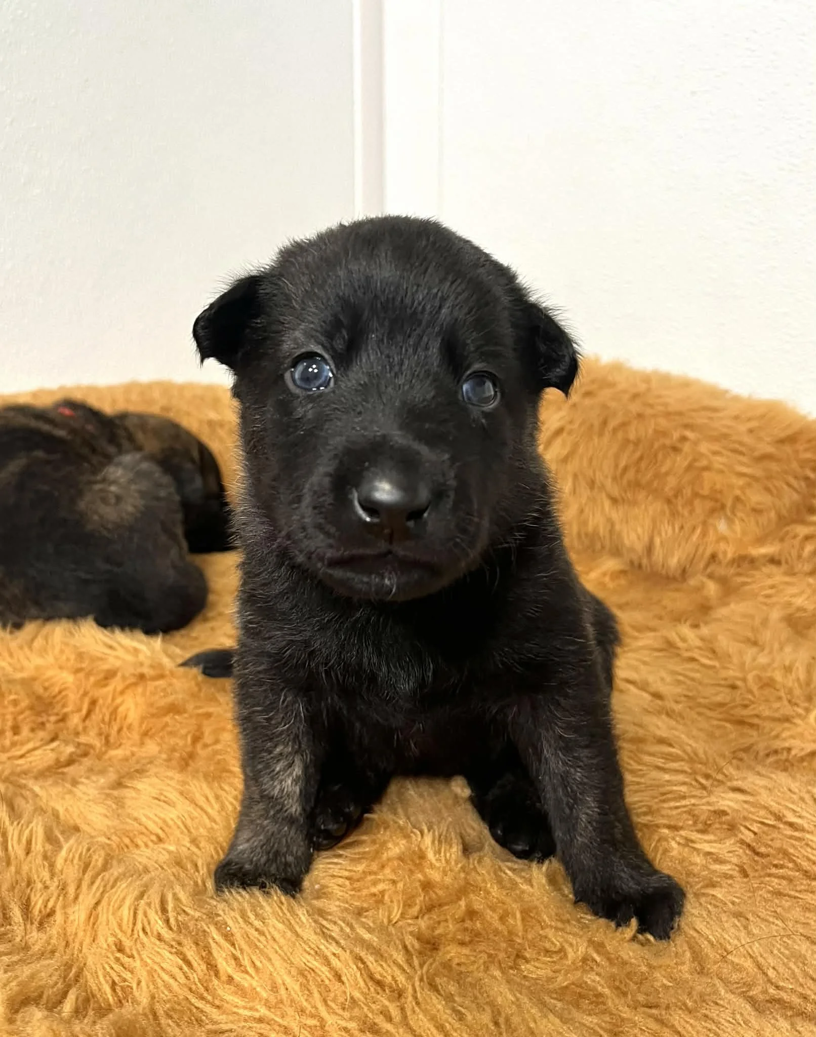 Sage Collar Male - 3 weeks