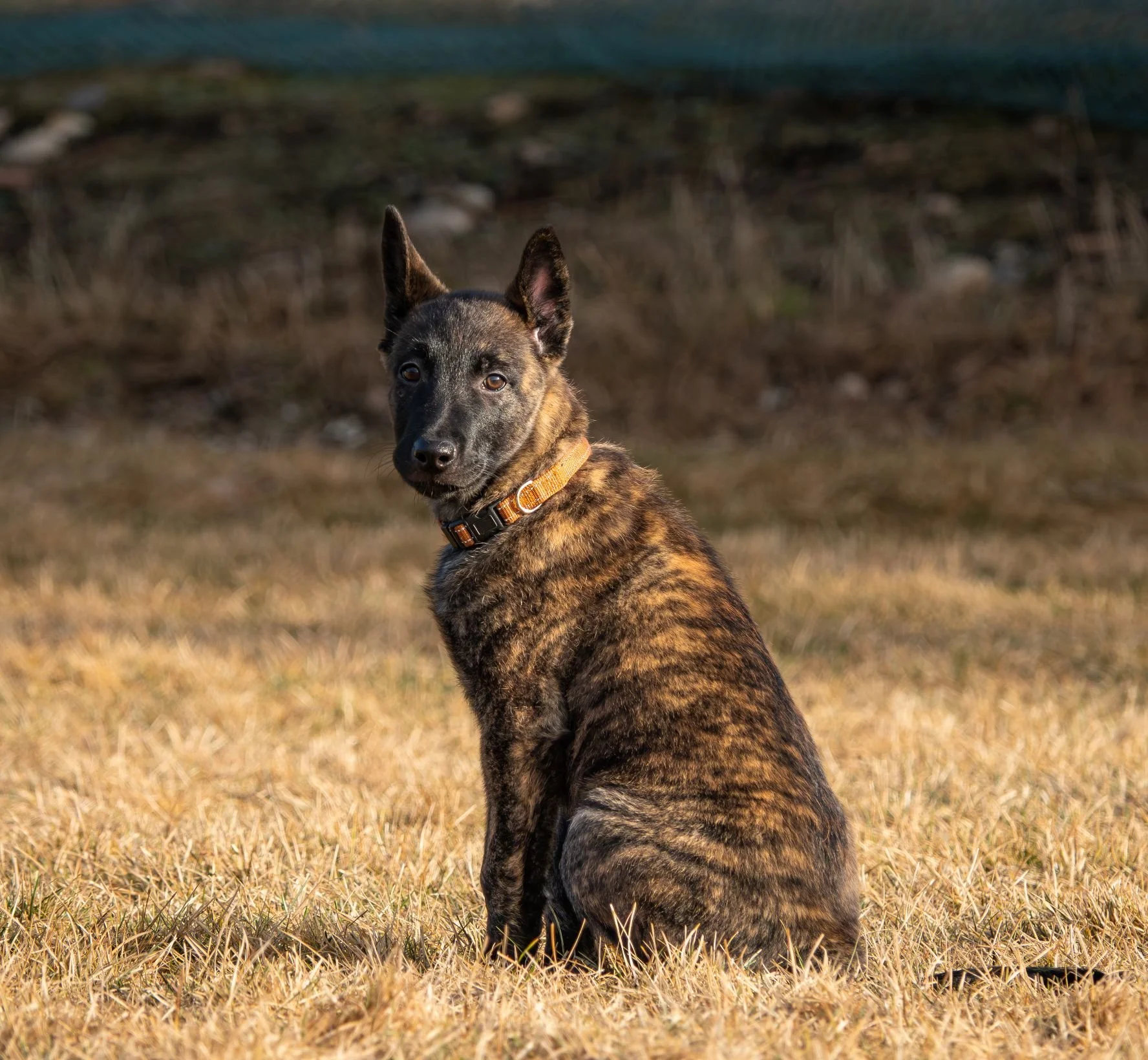 Cadet_10weeks2.jpg