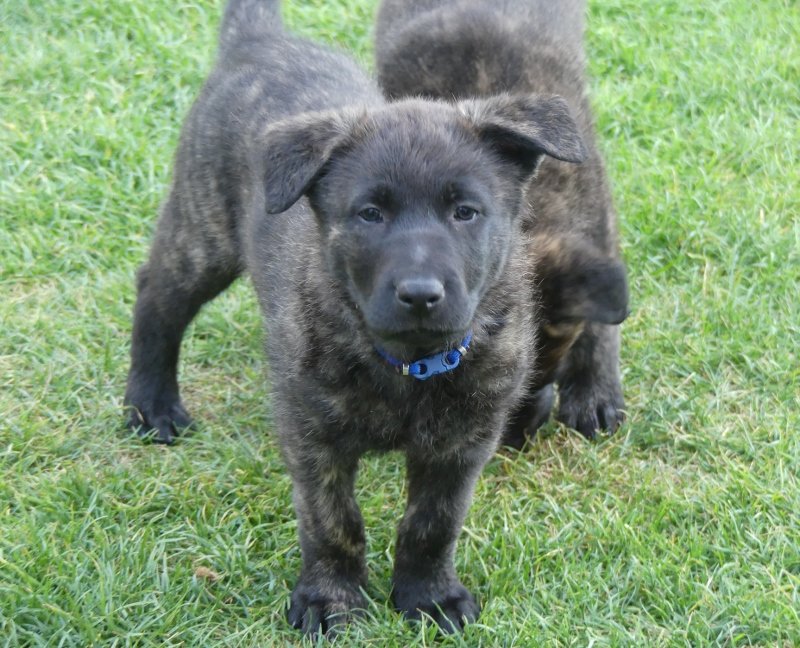 Blue_7weeks3 (800x648).jpg