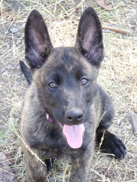 Joules - 8.5 weeks.jpg