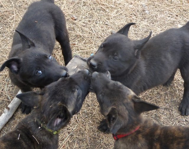 Pups_tug (640x504).jpg