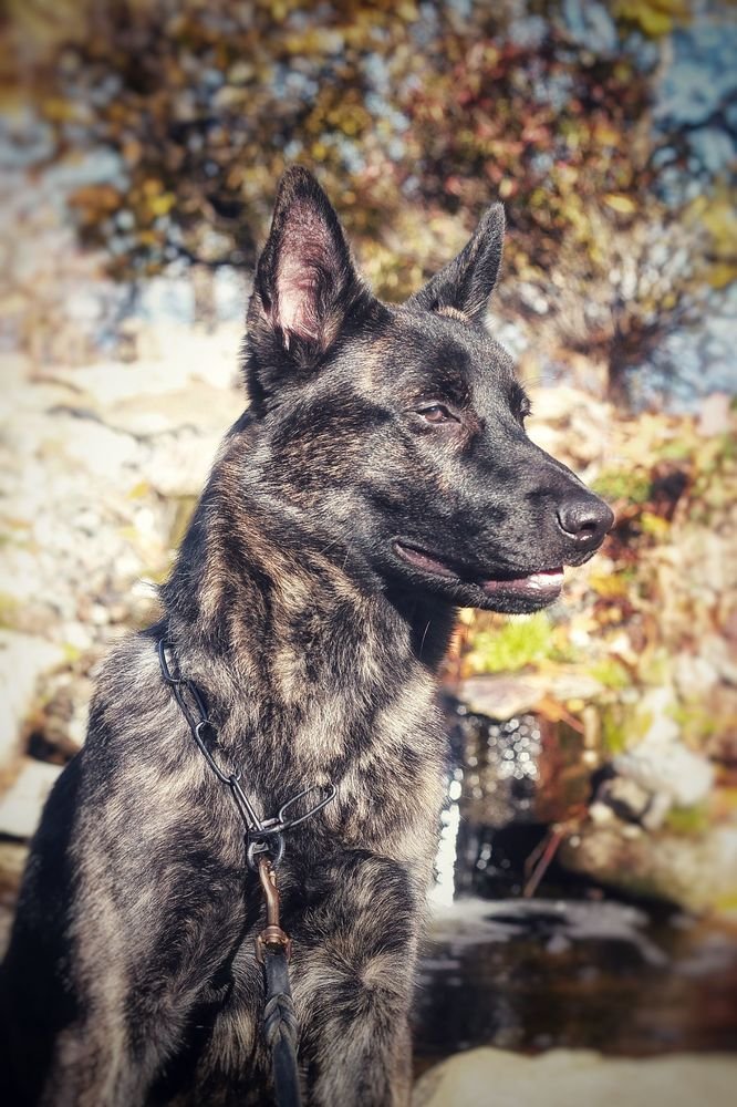 Lakota_8months.jpg