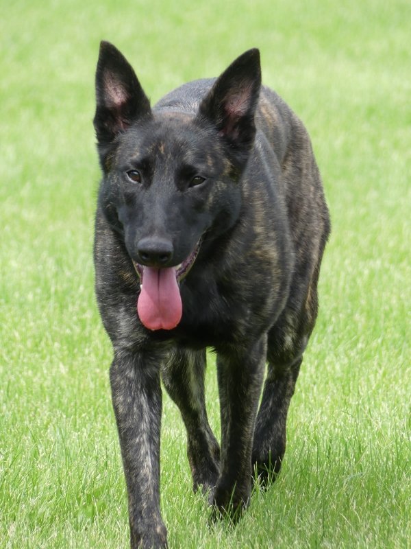 Puca_9months5 (600x800).jpg