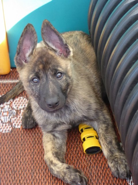 Jones - 7 weeks.jpg