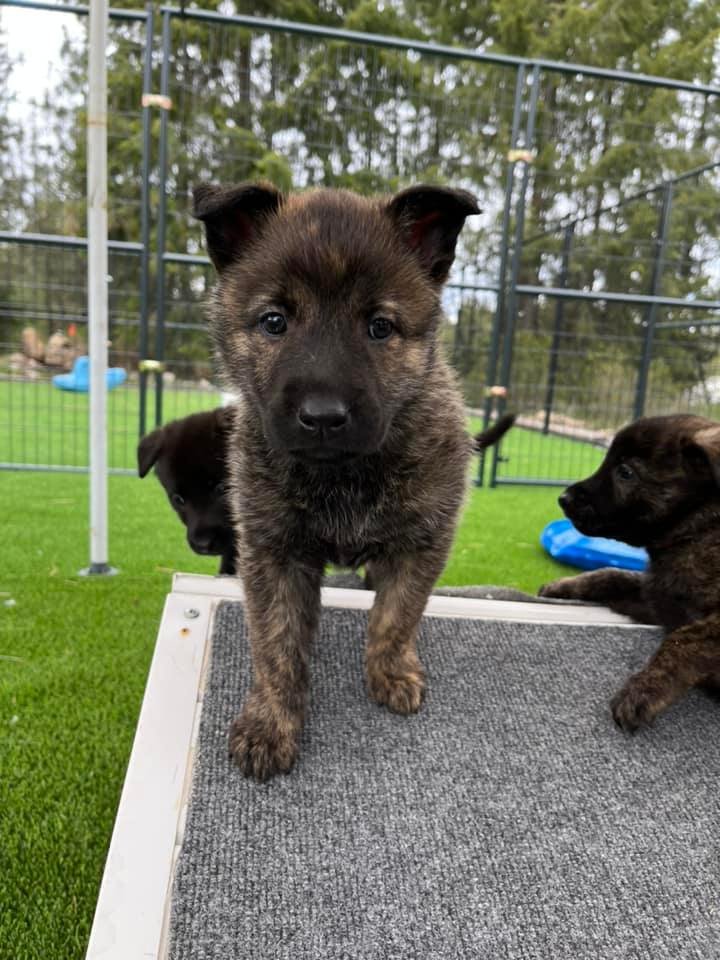 Turquoise_6weeks.jpg
