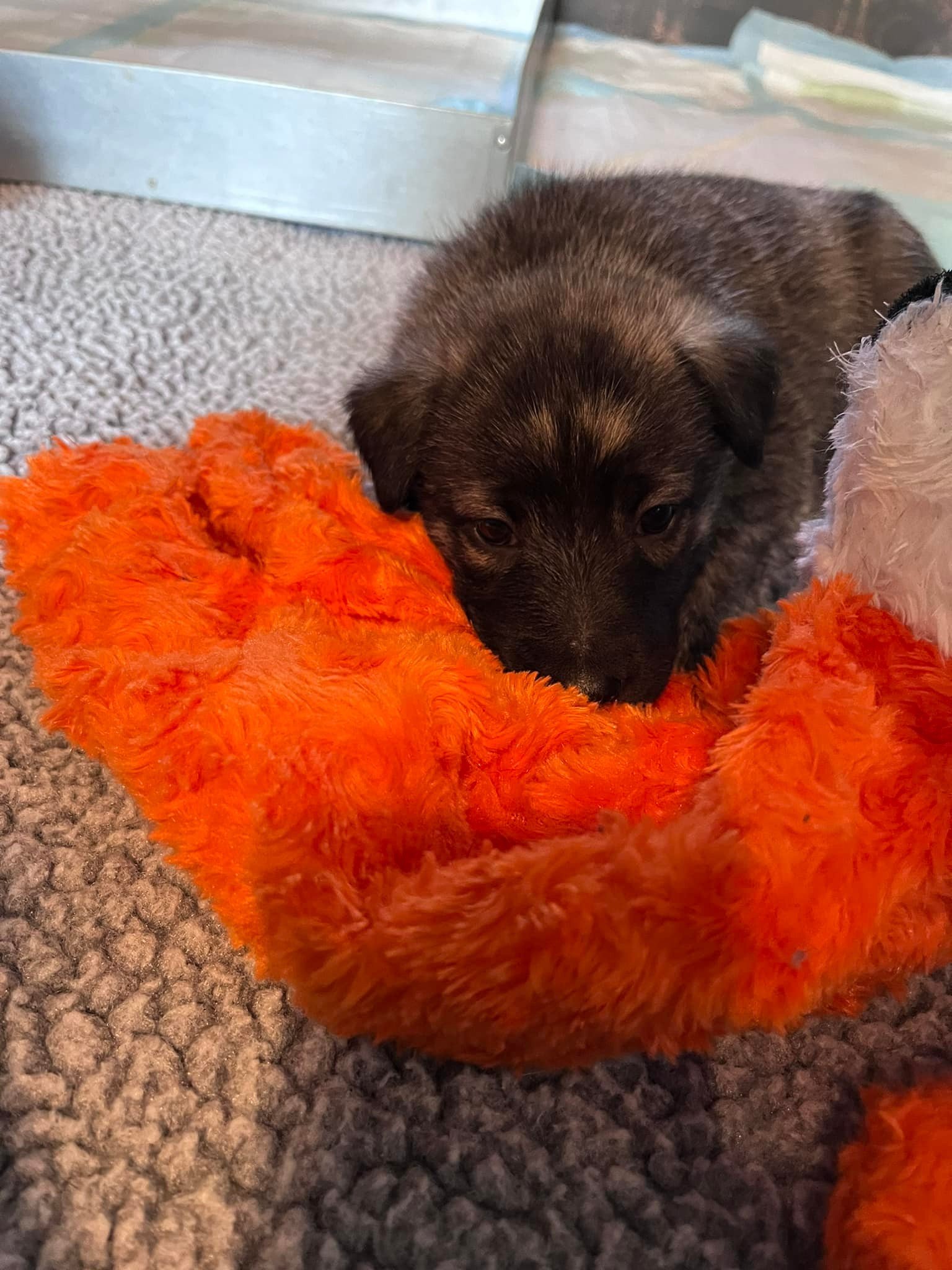 Blue_4weeks.jpg