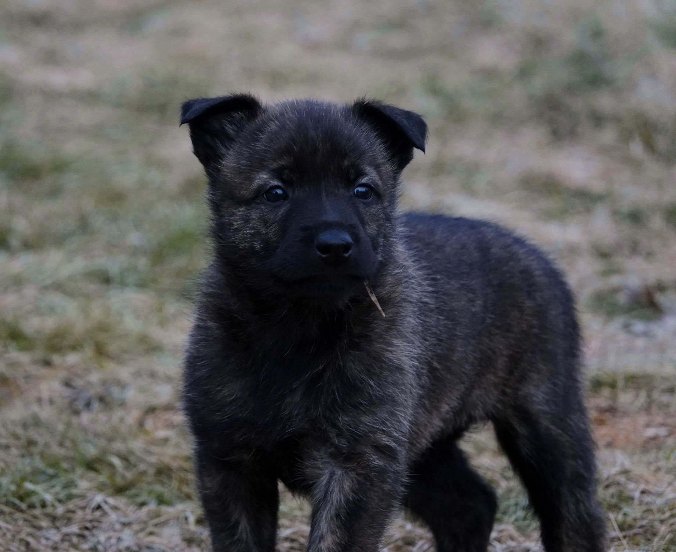 Pink_5weeks3_sm.jpg