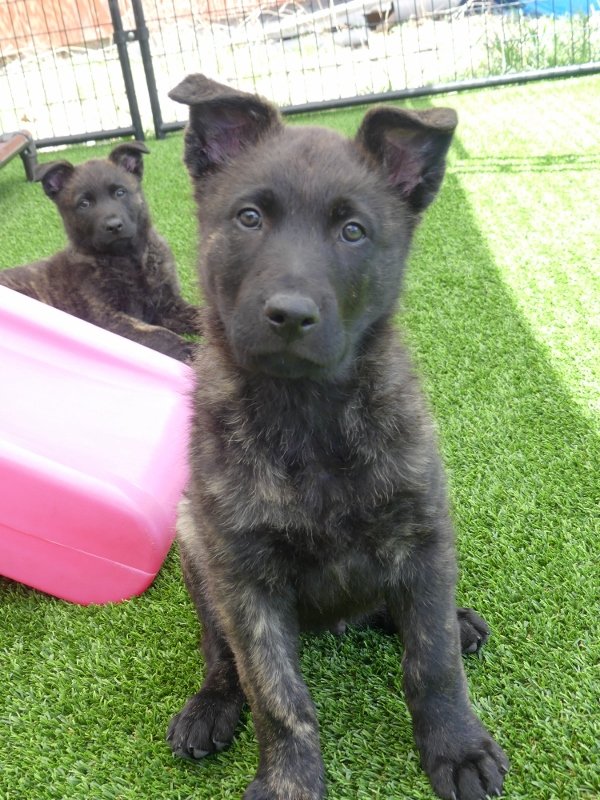 Blue_8weeks4 (600x800).jpg