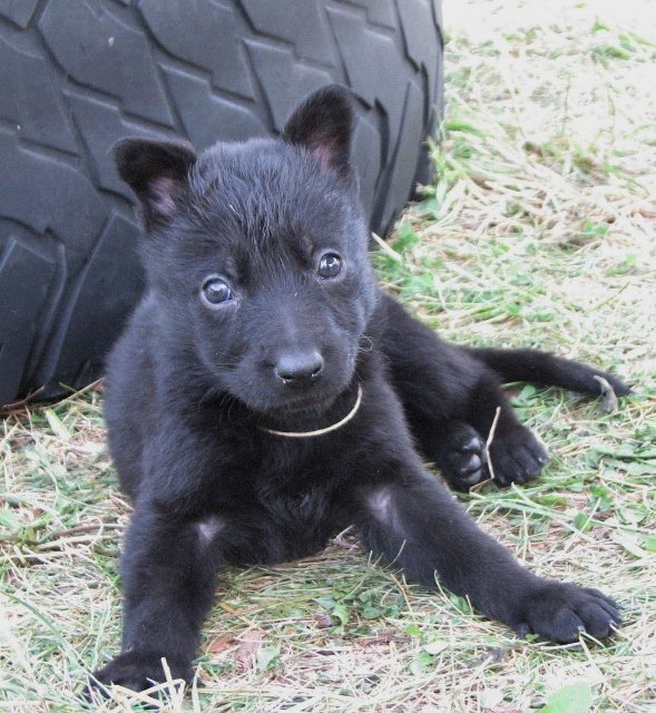 Eidel_5weeks1+(589x640).jpg