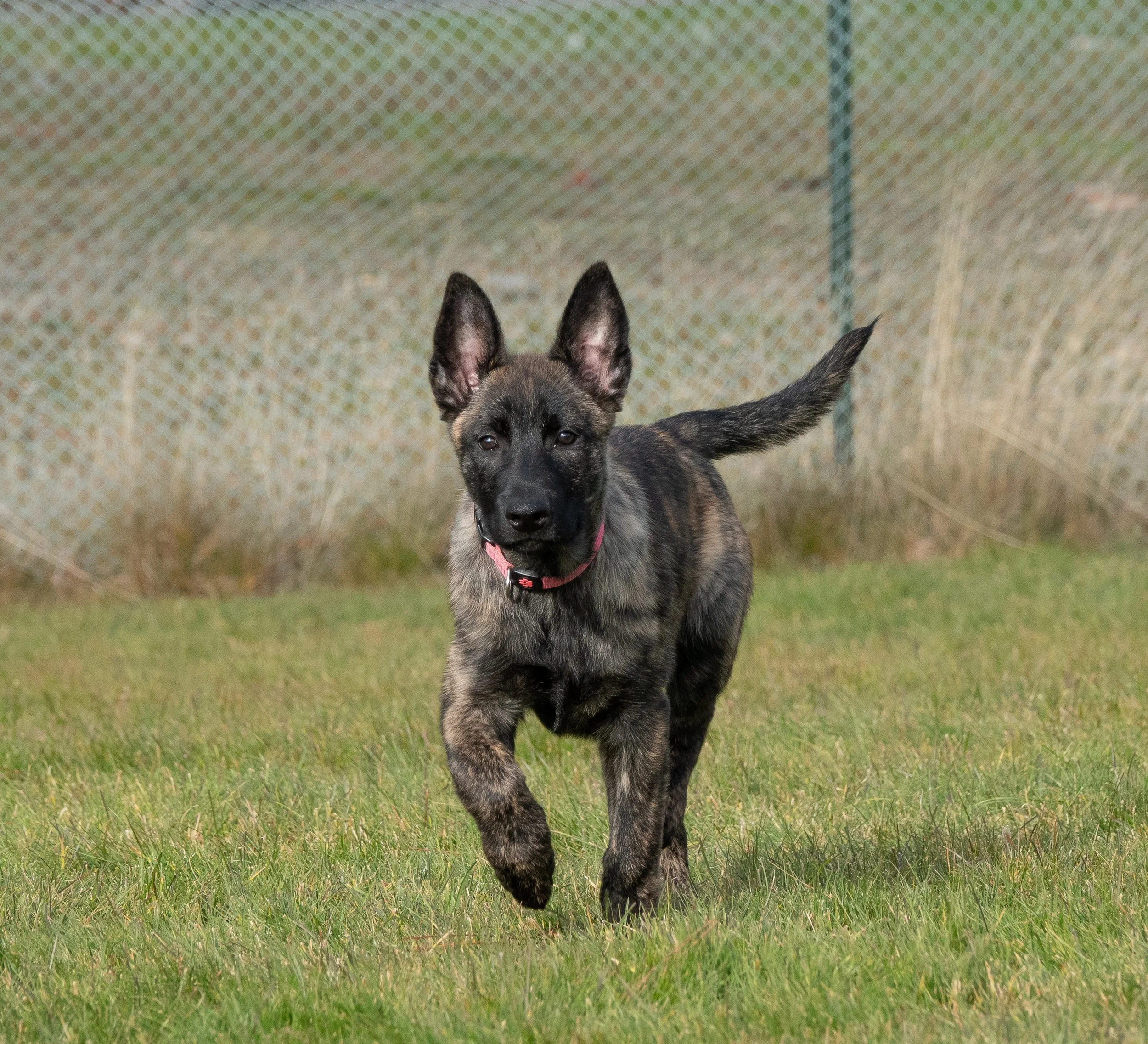Tora_14weeks2.jpg