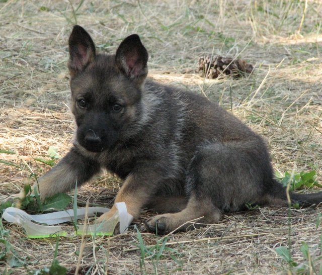 Eula_6weeks2+(640x547).jpg