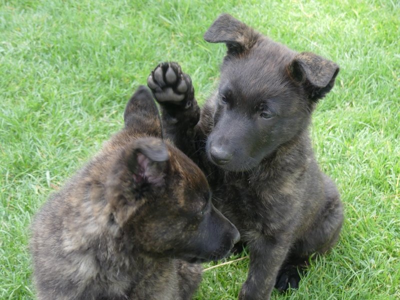 Blue_Green_8weeks2 (800x600).jpg