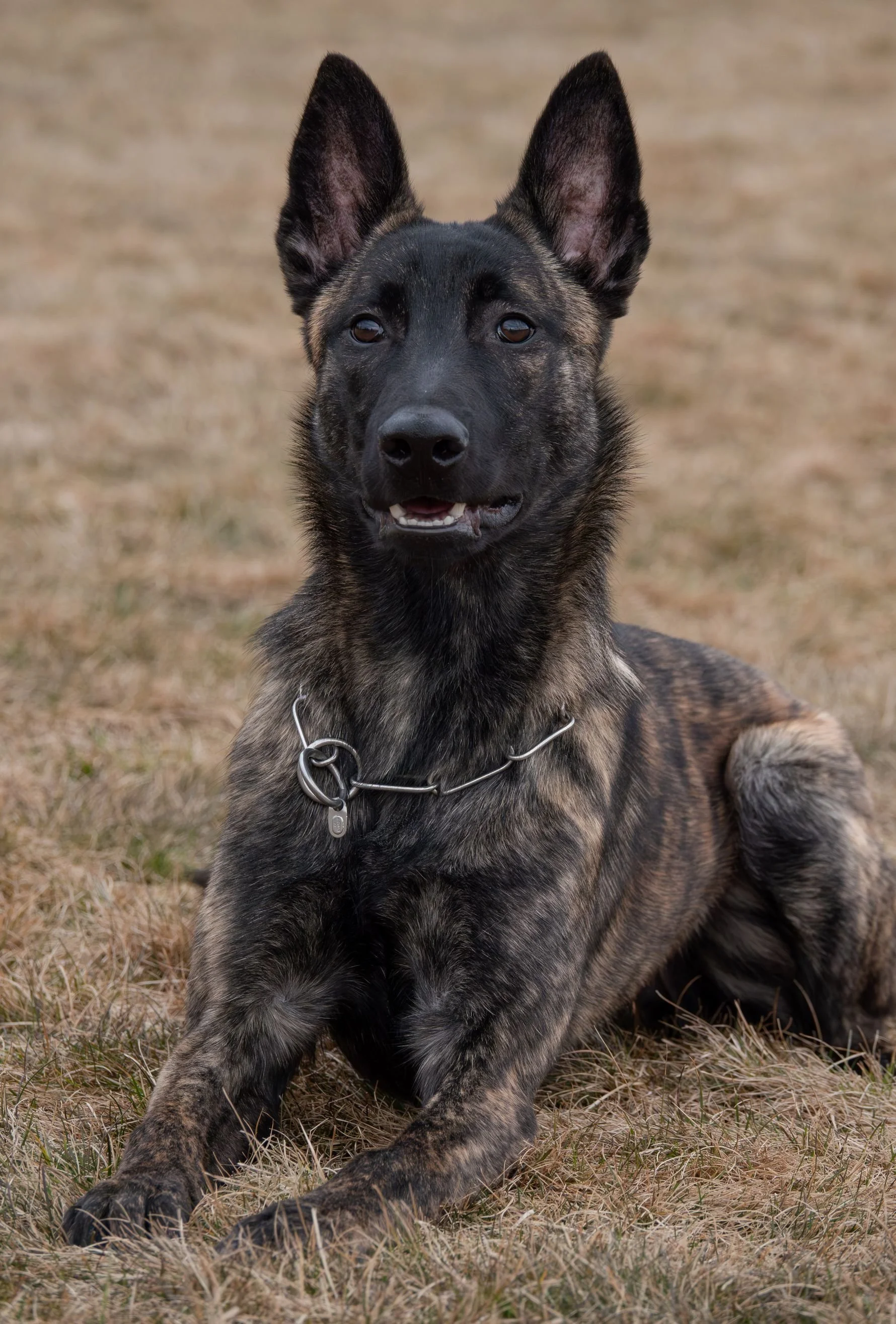 Tora_6months4_sm.jpg