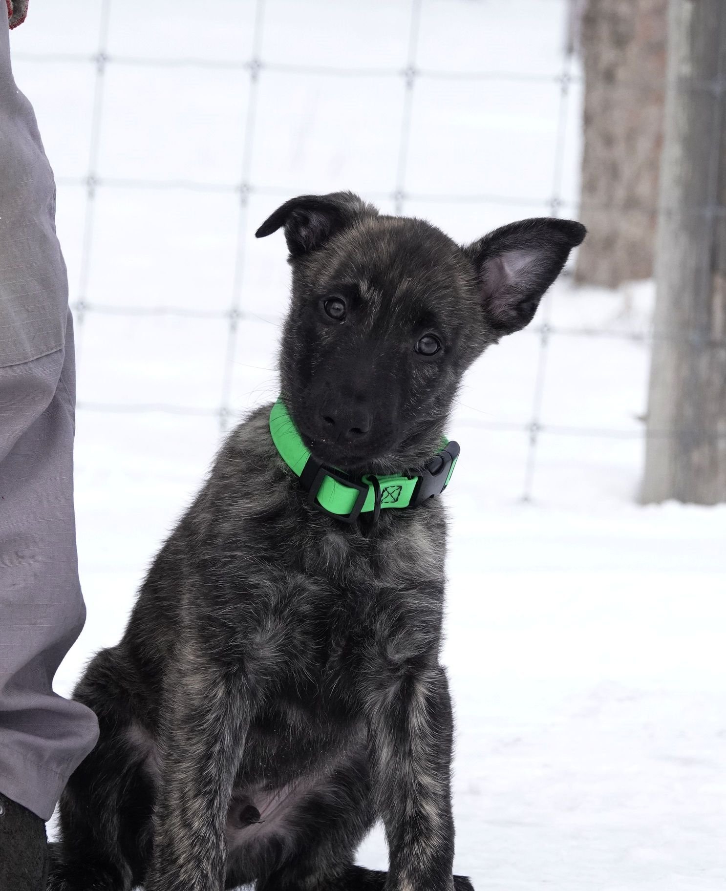 Green_8weeks2_sm.jpg