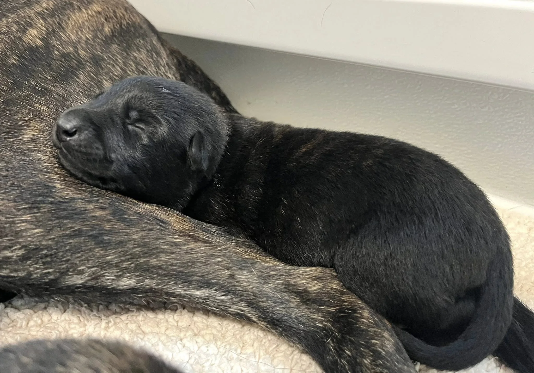 Pink Collar Female - 1 week