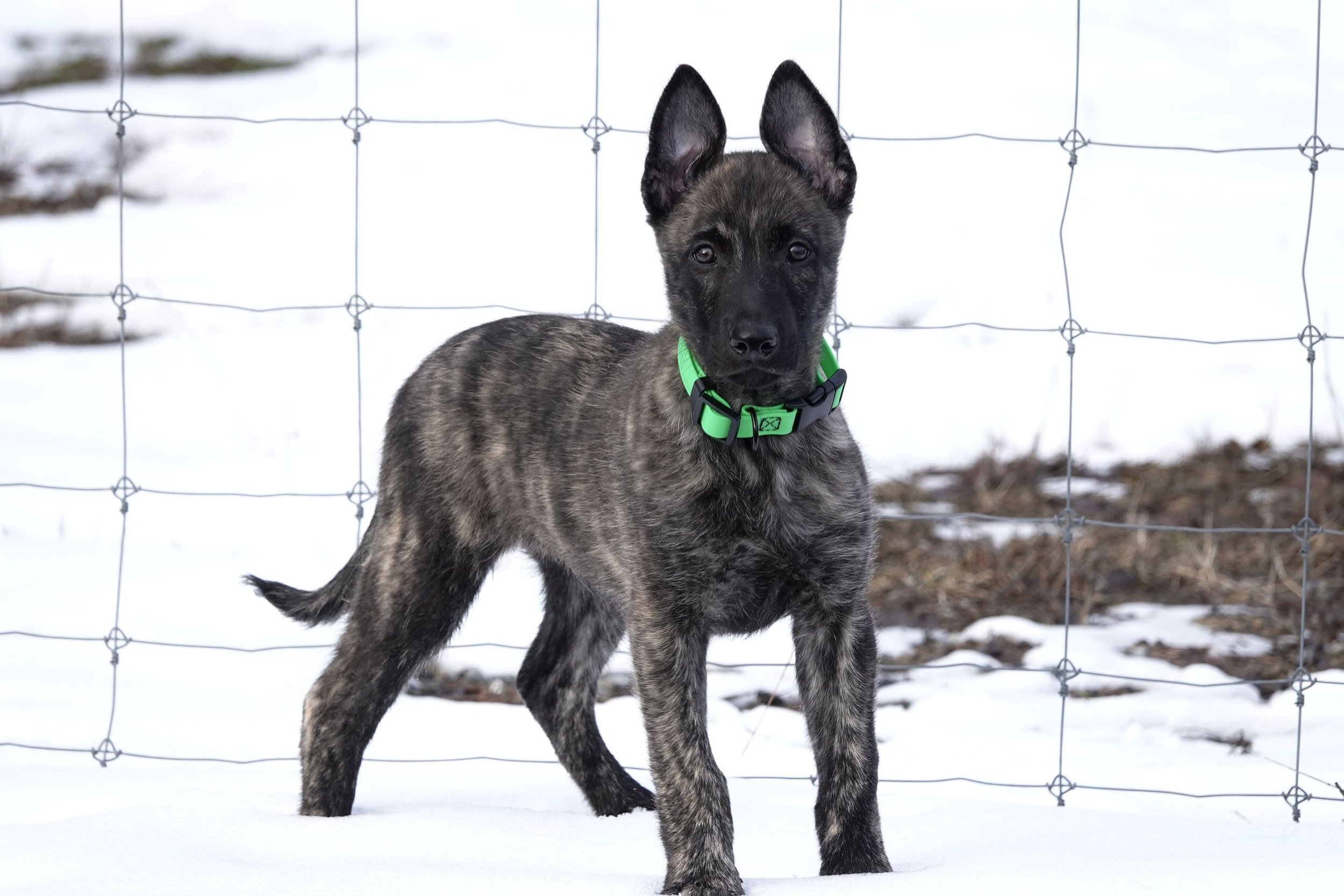 Oddball_9weeks6_sm.jpg